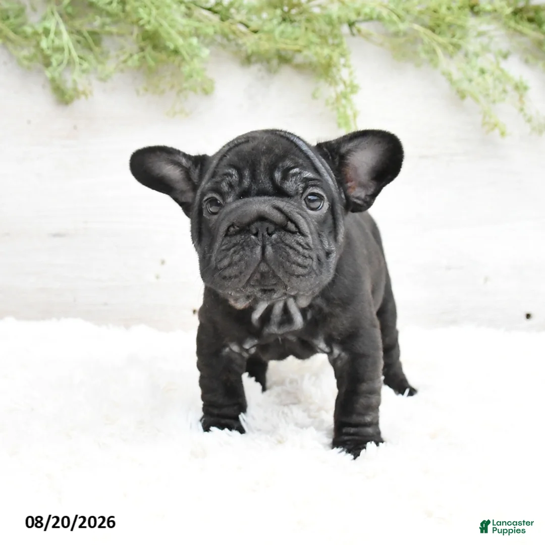 French Bulldog dogs for sale: Macy - Ad 2