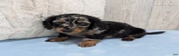 Miniature Dachshund dogs for sale: Lane - Ad 4