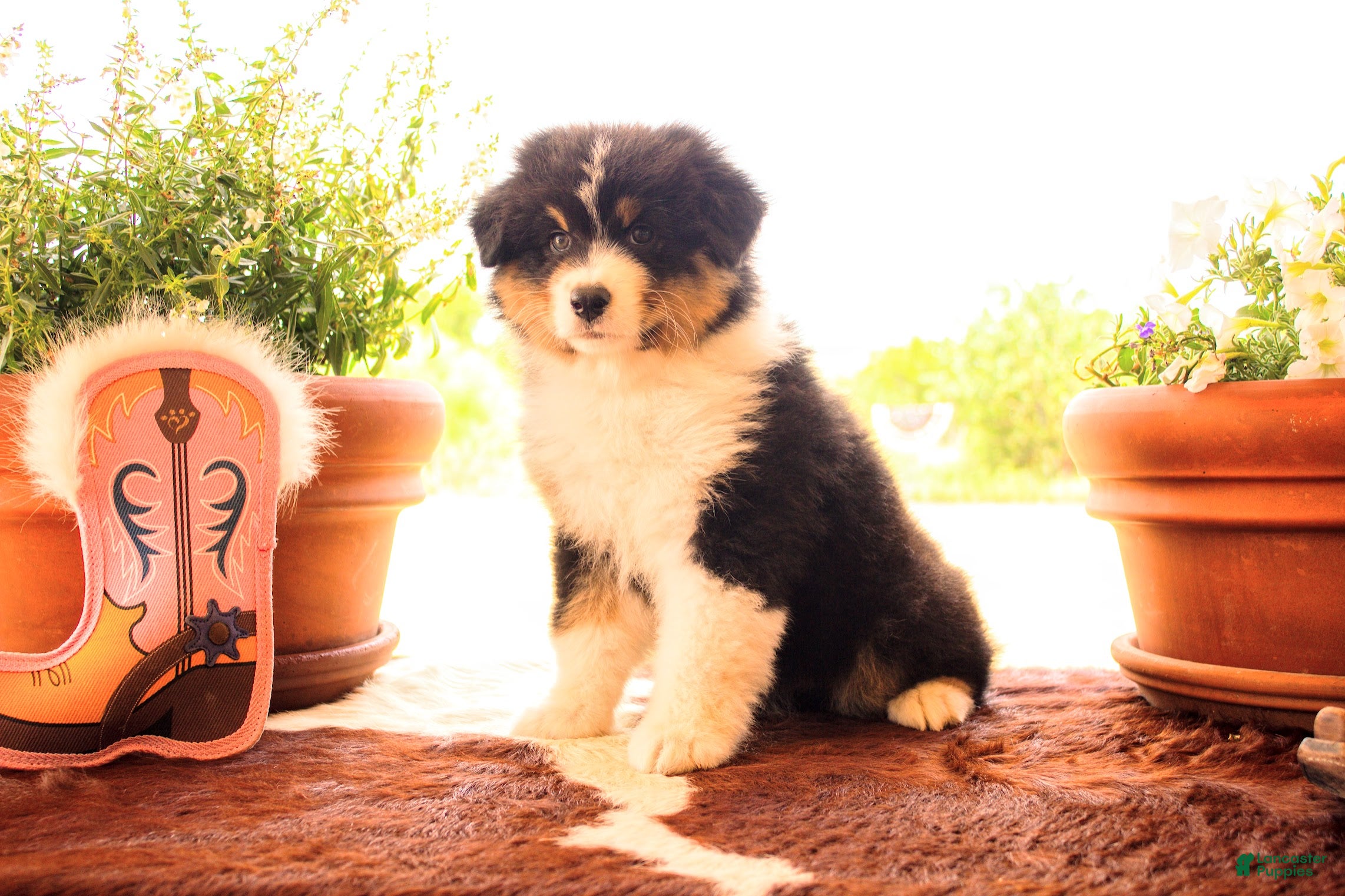 Australian Shepherd dogs Females - Ad 1