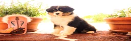 Australian Shepherd dogs for sale: Females - Ad 1