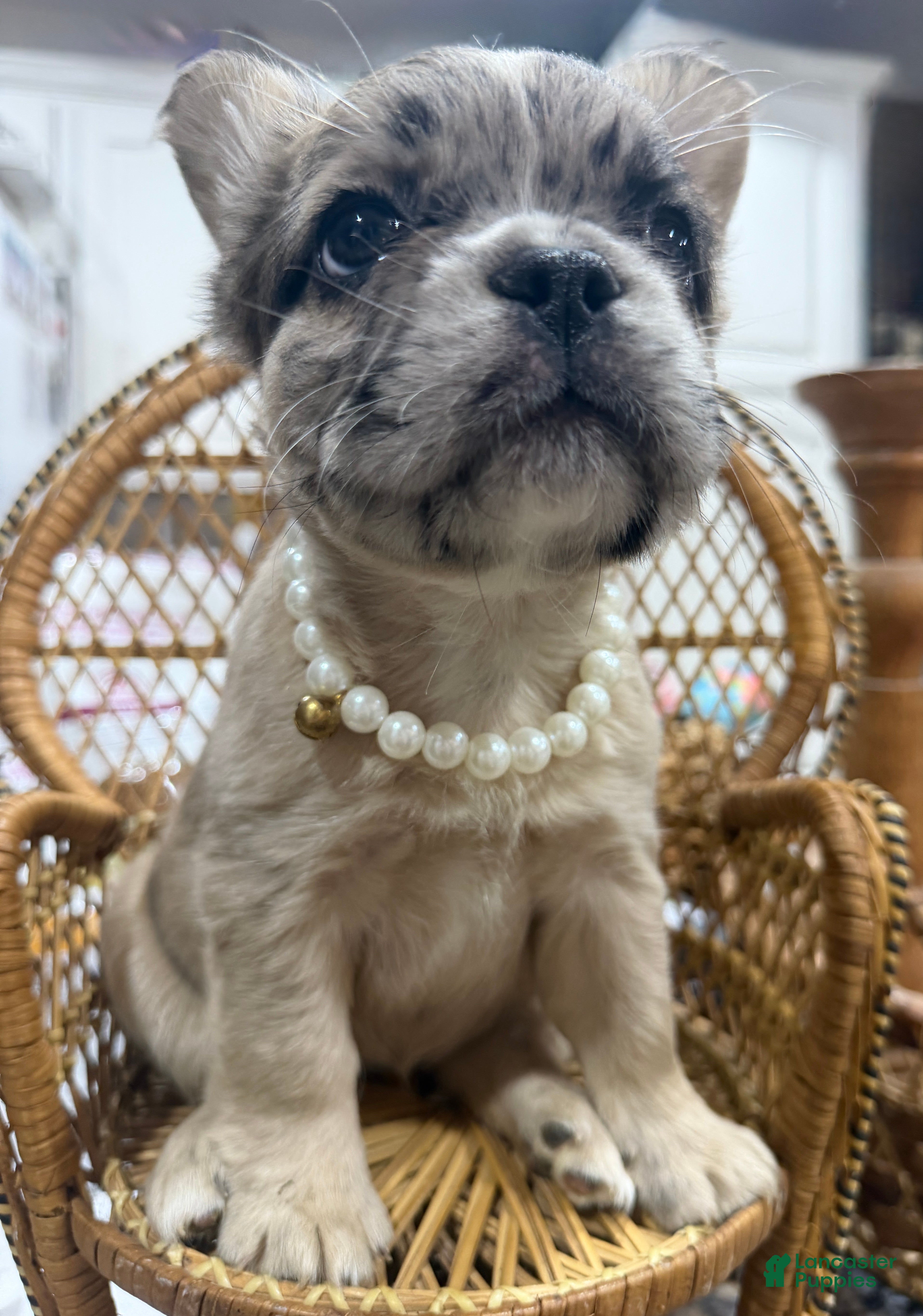 French Bulldog dogs French Bulldog 6 - Ad 2
