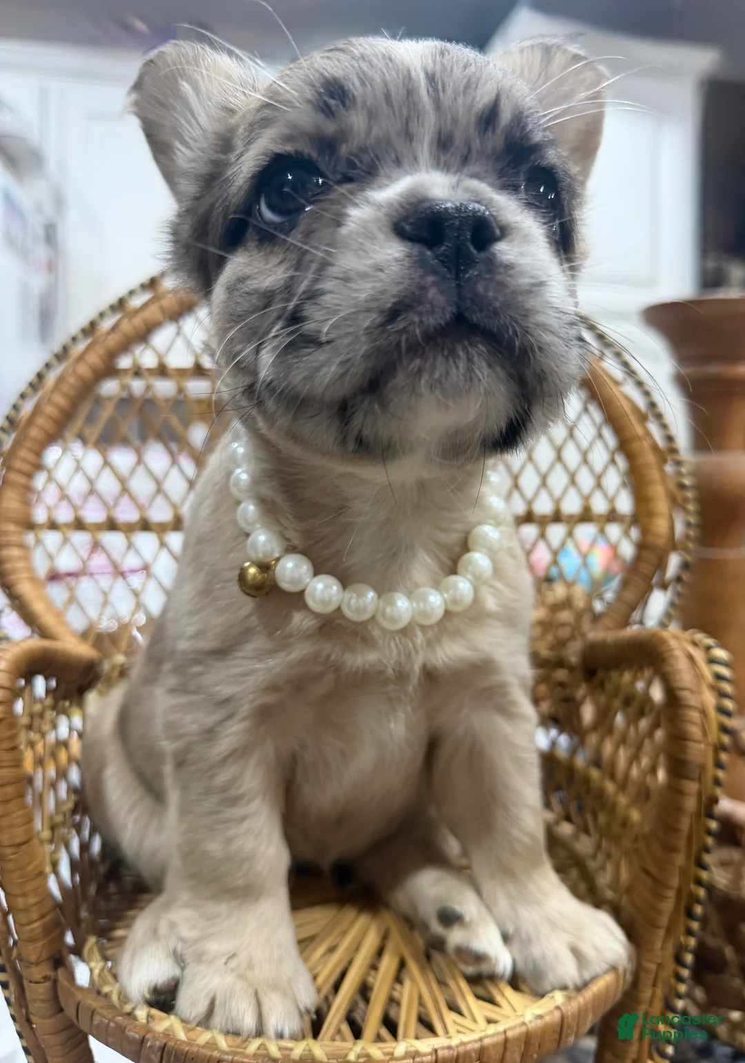 French Bulldog dogs for sale: French Bulldog 6 - Ad 2
