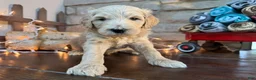 Mixed Breed dogs for sale: Chip (Boy) - Ad 1