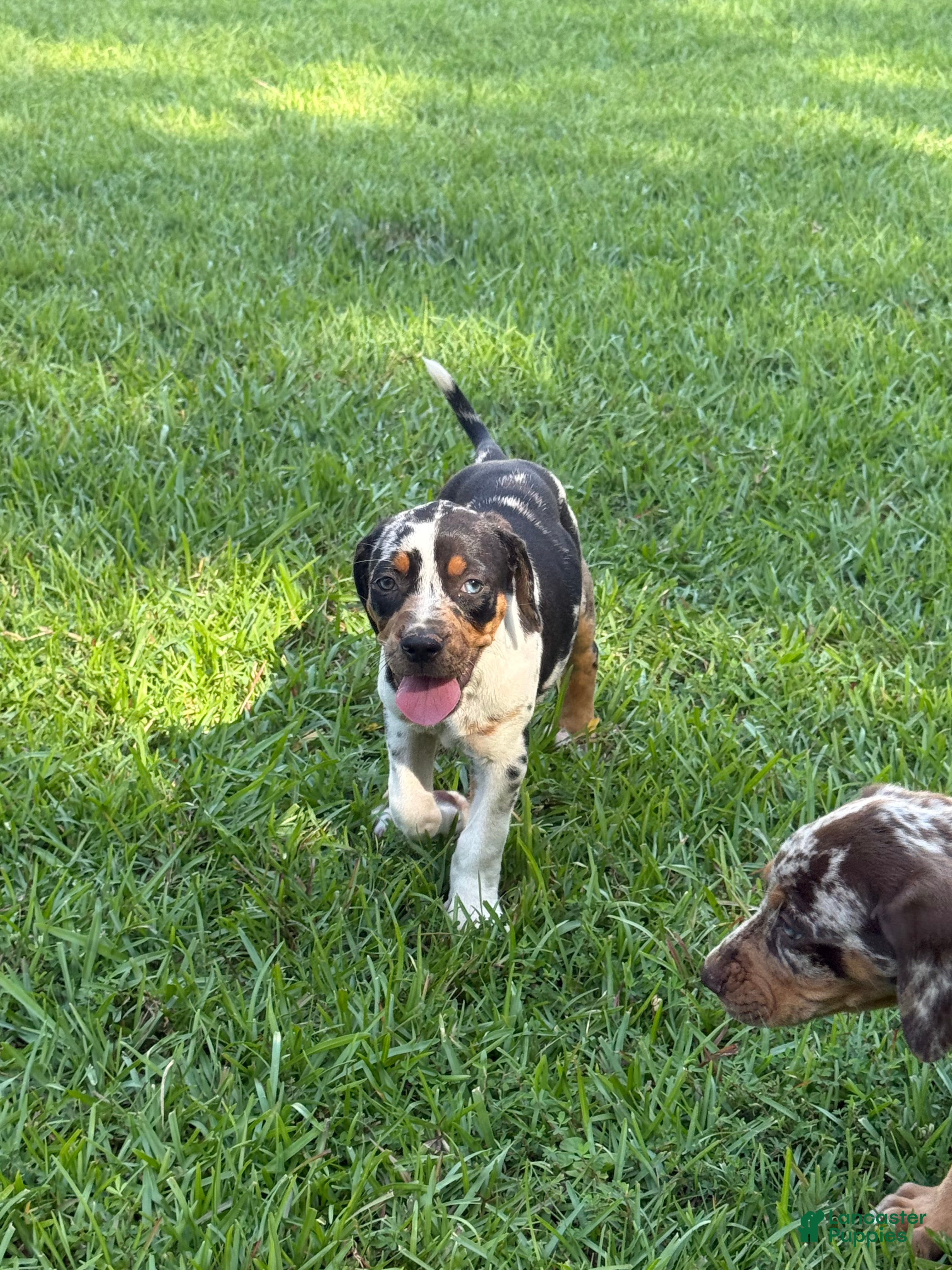Catahoula Leopard Dog dogs Blue Girl - Ad 1