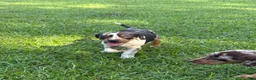 Catahoula Leopard Dog dogs for sale: Blue Girl - Ad 2