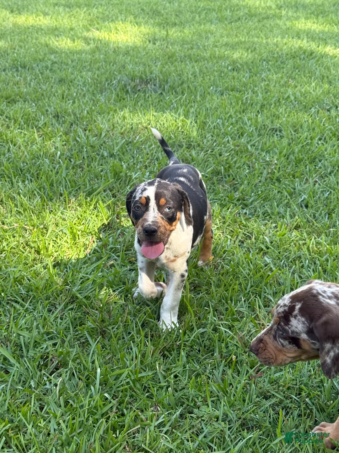 Catahoula Leopard Dog dogs for sale: Blue Girl - Ad 2