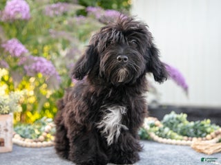 Havapoo dogs Brutus - Ad 27