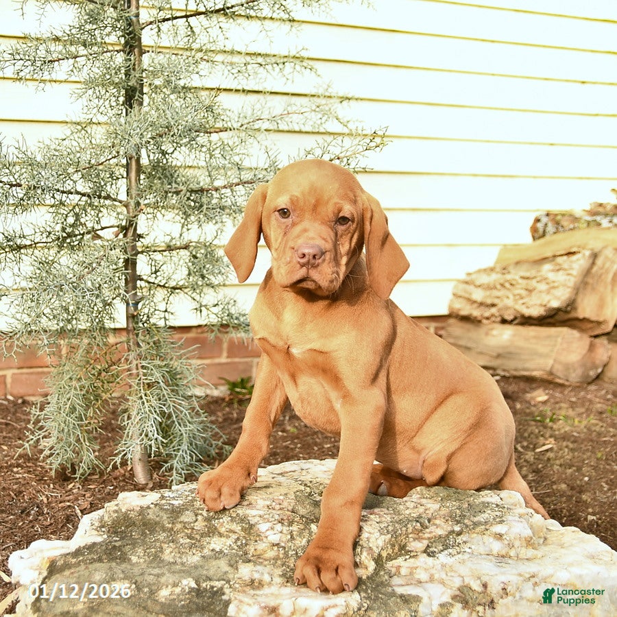Vizsla dogs Lady  - Ad 2