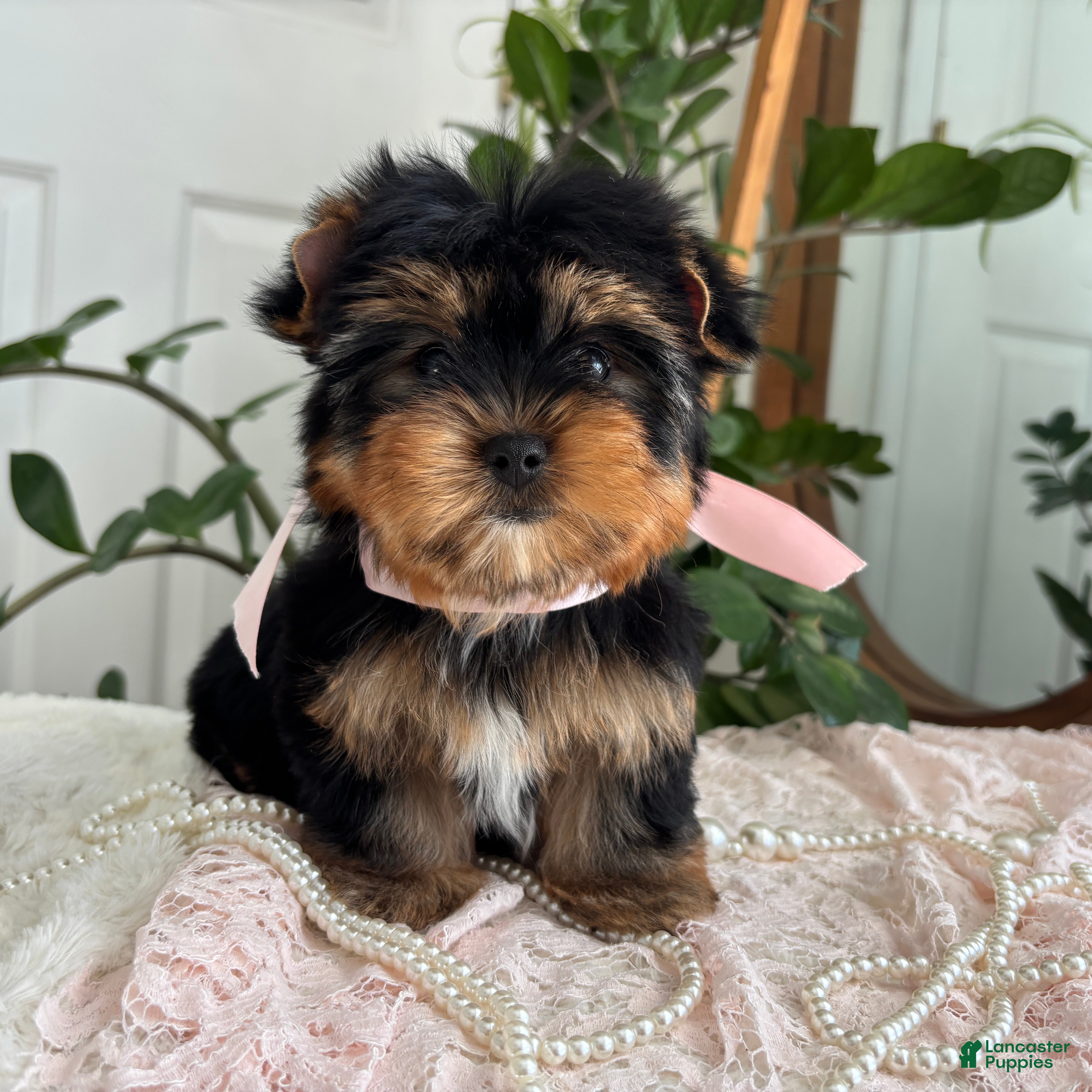 Yorkshire Terrier dogs Baby Paige - Ad 1