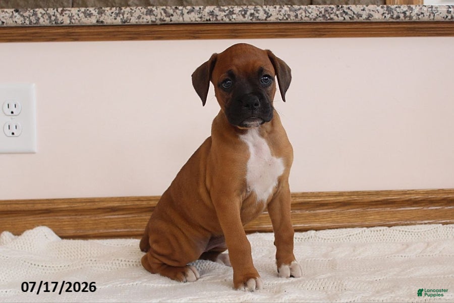 Boxer dogs Brooke - Ad 1