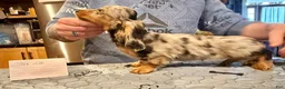 Miniature Dachshund dogs for sale: AKC Show Dapple- Russian - Ad 1