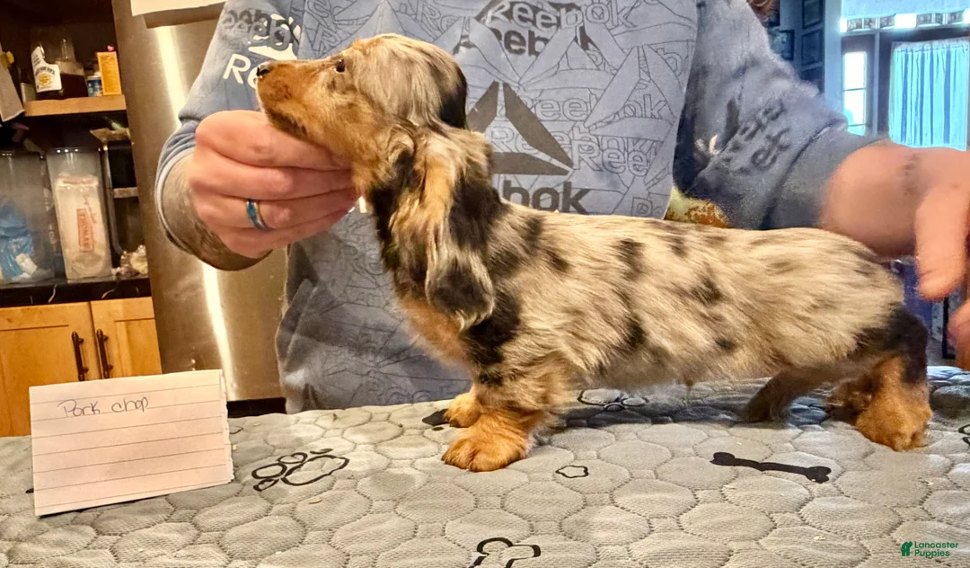 Miniature Dachshund dogs for sale: AKC Show Dapple- Russian - Ad 1