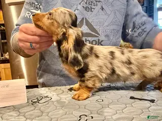 Miniature Dachshund dogs AKC Show Dapple- Russian - Ad 27