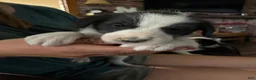 Mixed Breed dogs for sale: Aussie Doodle Male  - Ad 4