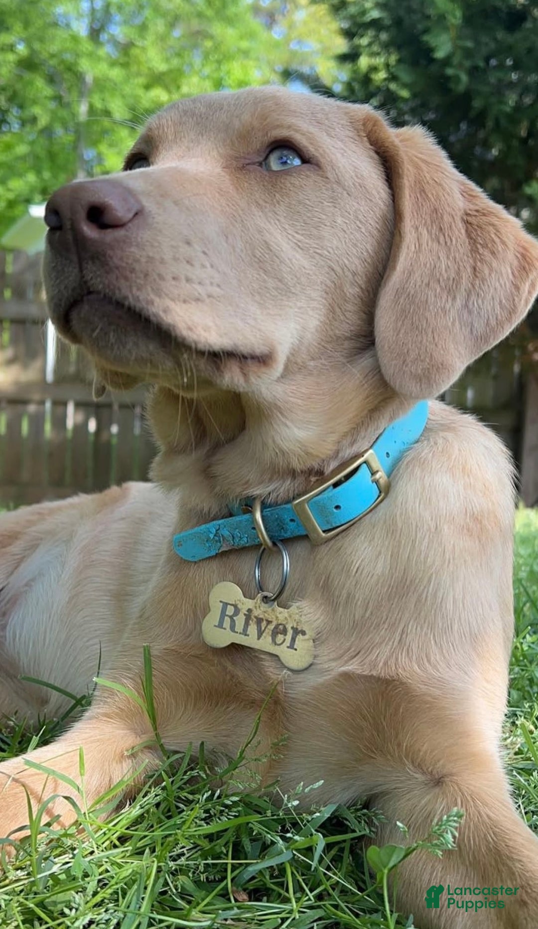Labrador Retriever Puppy for sale in Elkton Lancaster Puppies