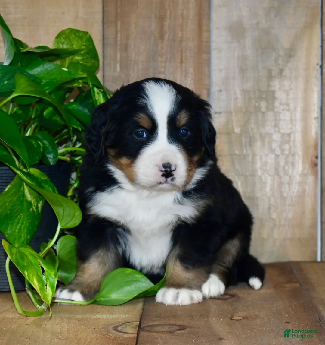 Bernese Mountain Dog dogs for sale: Max - Ad 4
