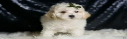 Maltipoo dogs for sale: Liam - Ad 5