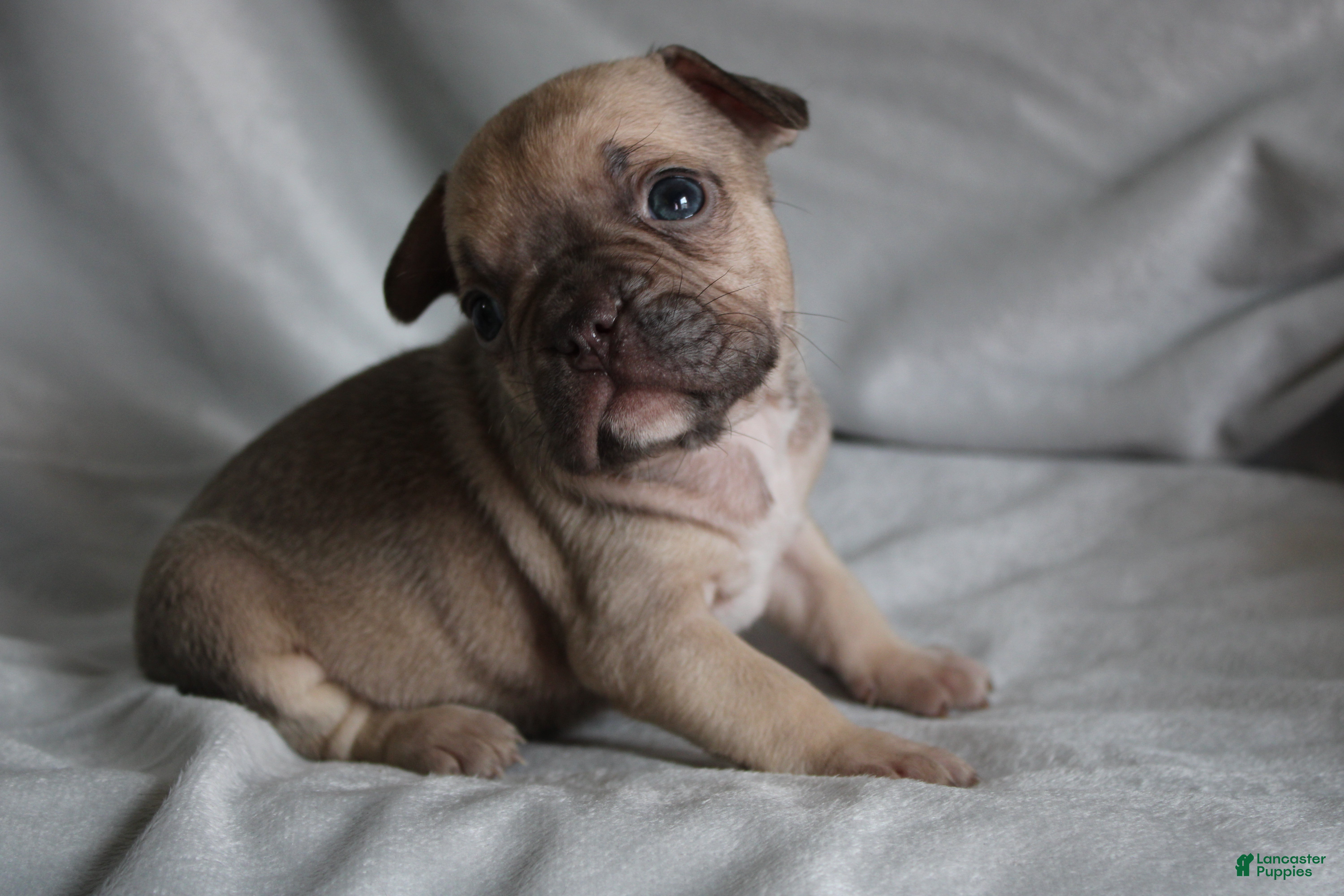 French Bulldog dogs HUDSON - Ad 15