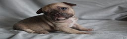 French Bulldog dogs for sale: HUDSON - Ad 1