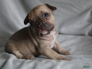 French Bulldog dogs HUDSON - Ad 22
