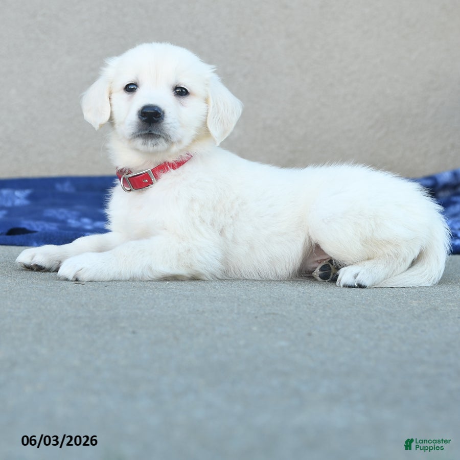 Golden Retriever dogs for sale: Fido - Ad 4