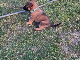 Belgian Malinois dogs Belgian Malinois Puppy 3 - Ad 8