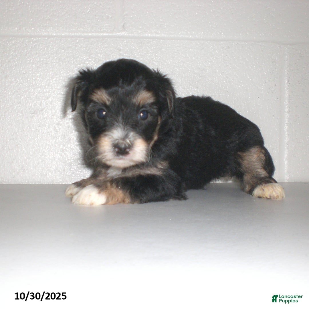 Yorkiepoo dogs for sale: Tina - Ad 19