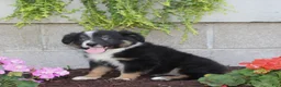Australian Shepherd dogs for sale: Tucker - Ad 5
