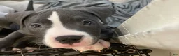 American Bully dogs for sale: Missy - Ad 3