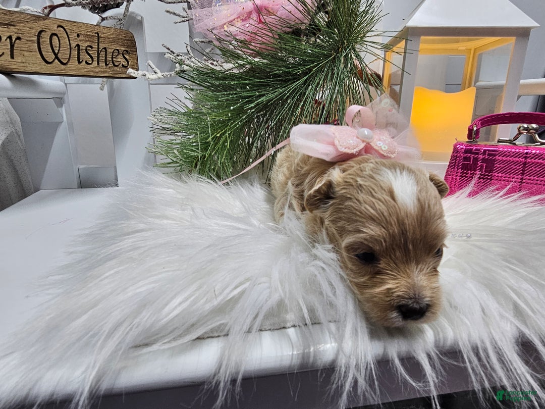 Maltipoo dogs for sale: Maltipoo Serena - Ad 4
