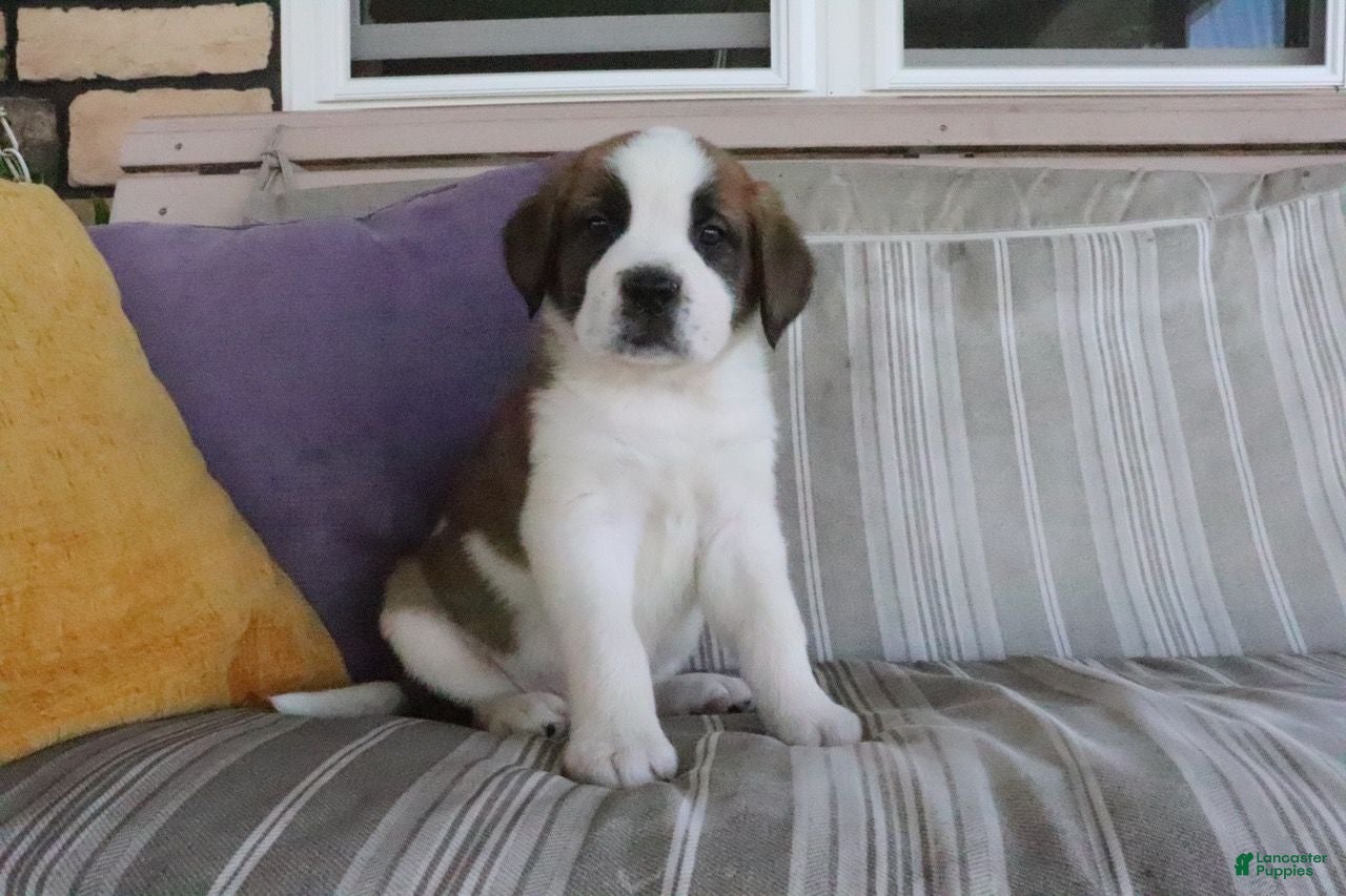 Saint Bernard dogs Macy - Ad 2