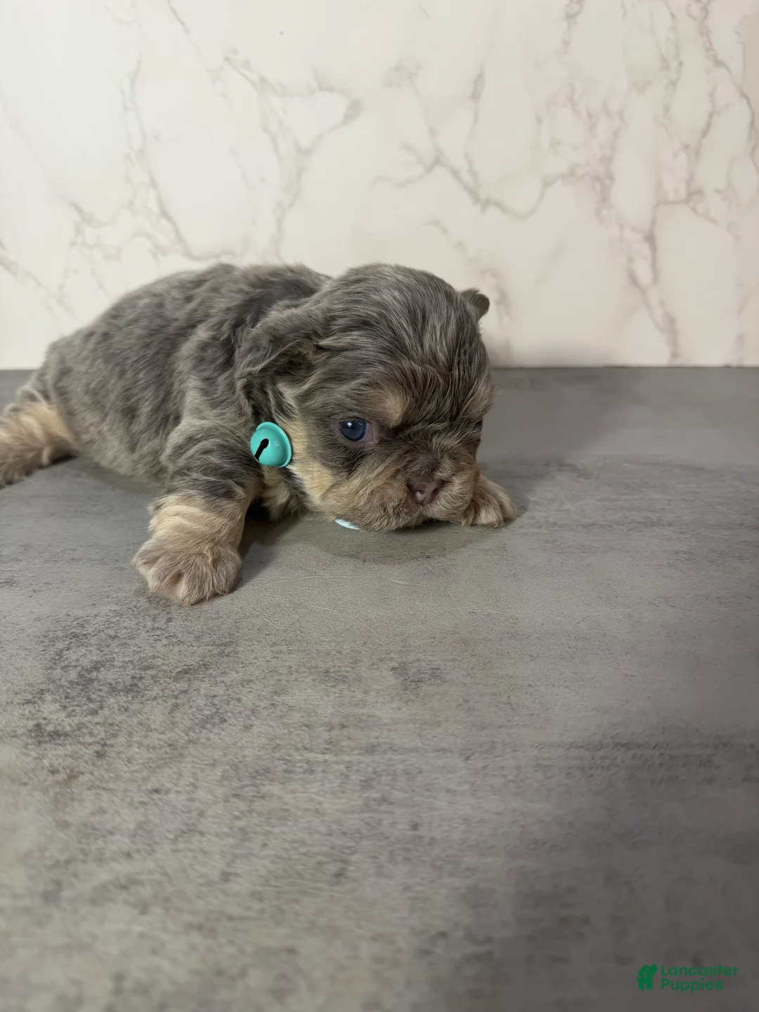 French Bulldog dogs for sale: Genius - Ad 2