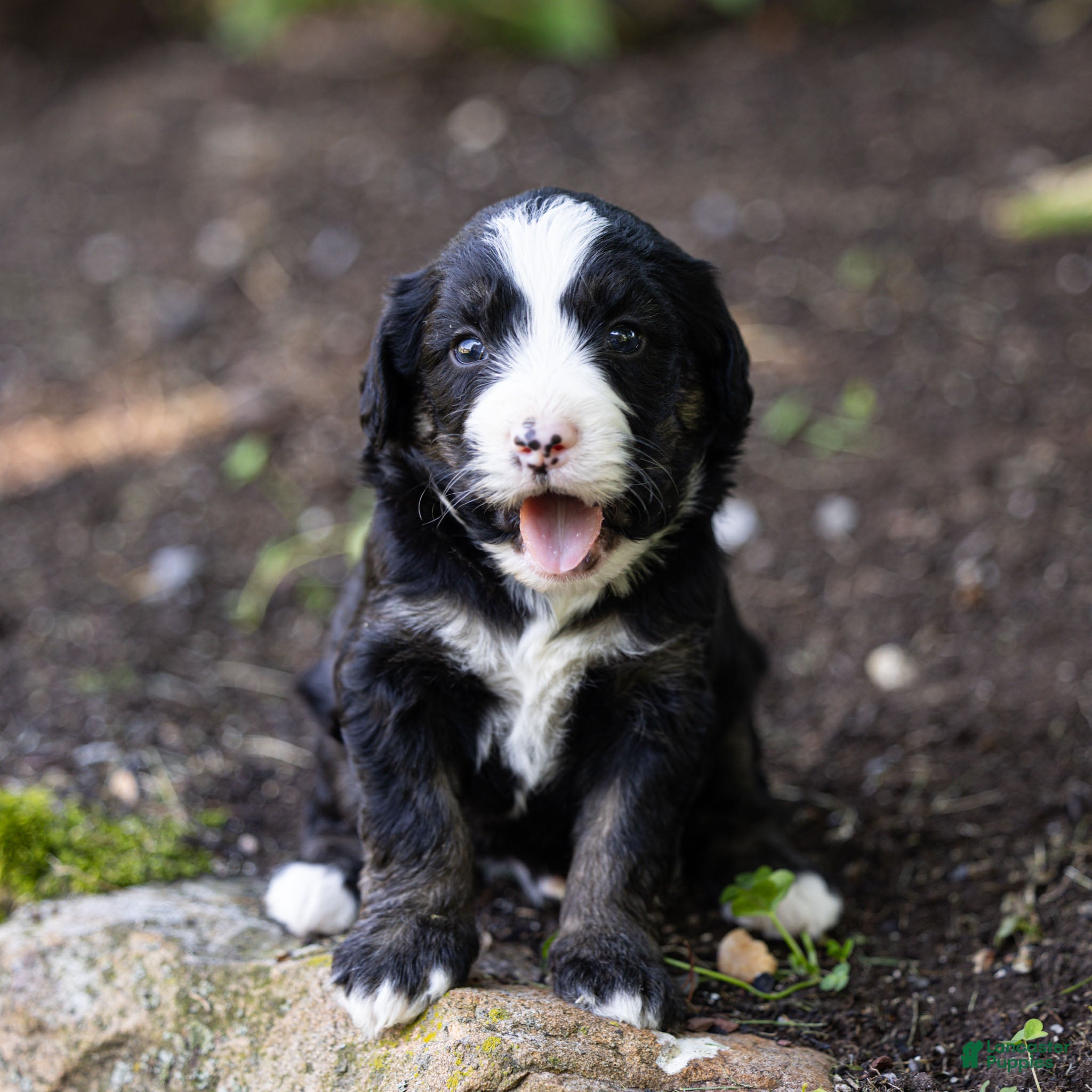Bernedoodle dogs Banks Bernedoodle Puppy  - Ad 2