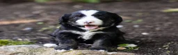 Bernedoodle dogs for sale: Banks Bernedoodle Puppy  - Ad 2