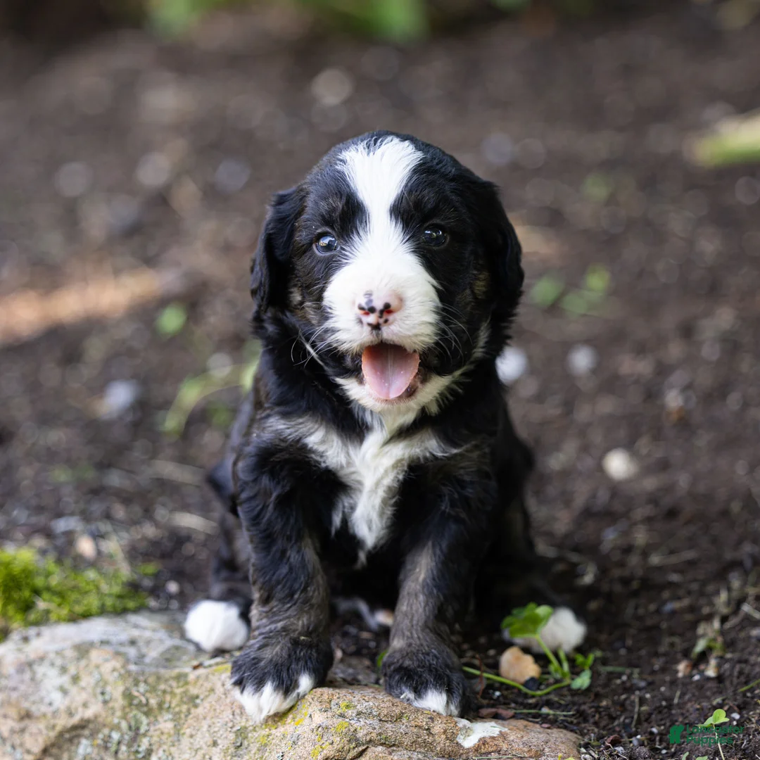 Bernedoodle dogs for sale: Banks Bernedoodle Puppy  - Ad 2