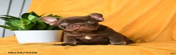 French Bulldog dogs for sale: Rocky - Ad 8