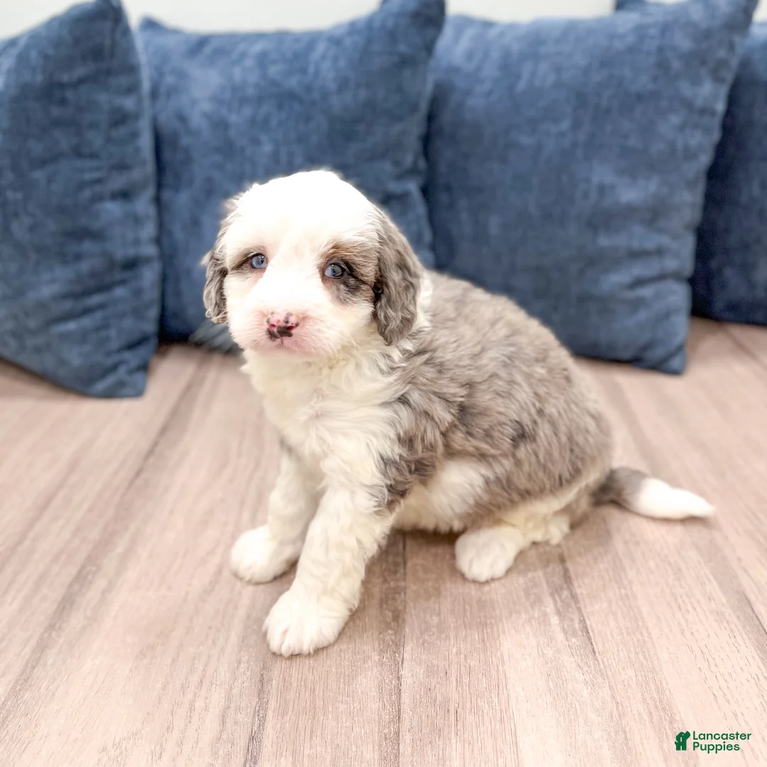 Mini Bernedoodle dogs for sale: Thor - Ad 1