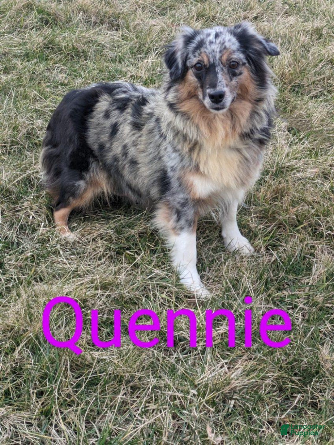 Miniature Australian Shepherd dogs for sale: Wiggles - Ad 16