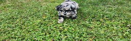 Shihpoo dogs for sale: Gideon - Ad 8