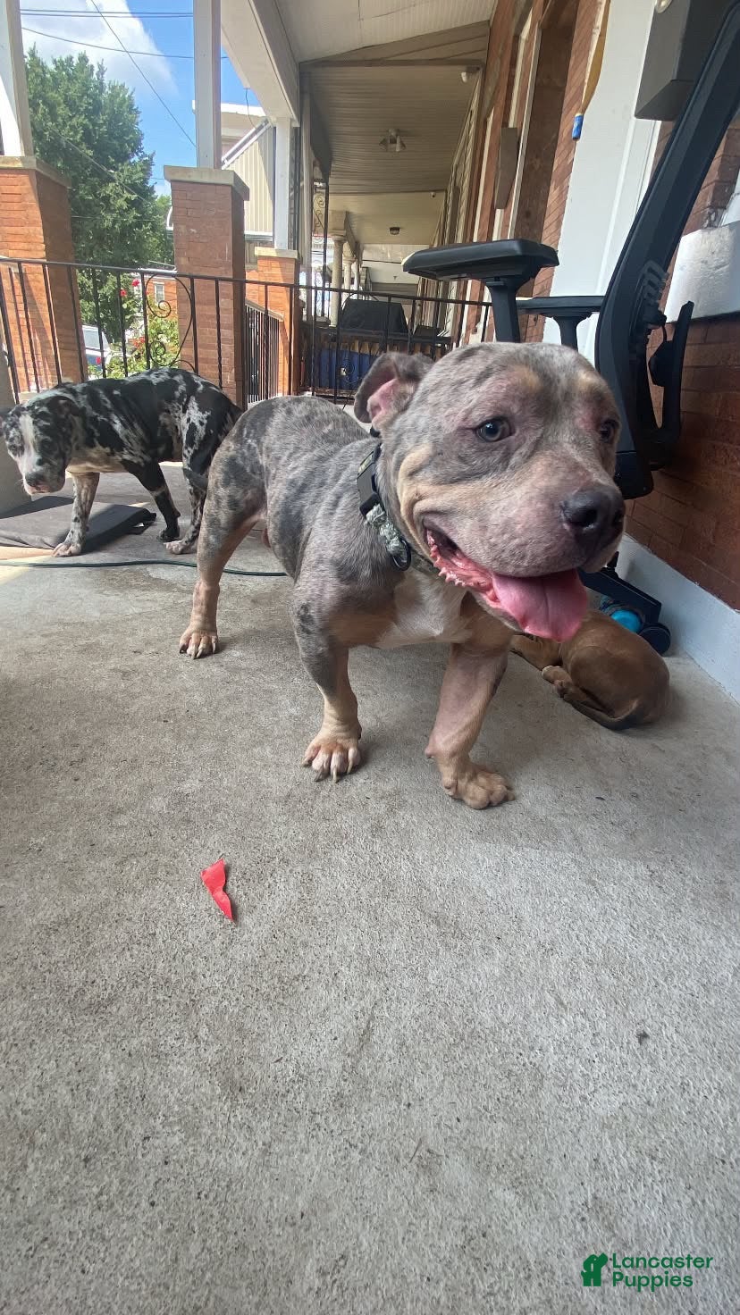 American Bully dogs for sale: American Bully 1 - Ad 10