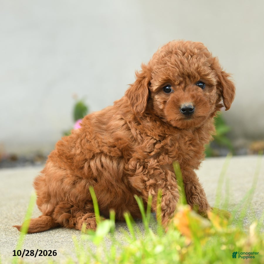 Goldendoodle dogs for sale: Popcorn - Ad 2