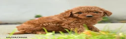 Goldendoodle dogs for sale: Popcorn - Ad 2