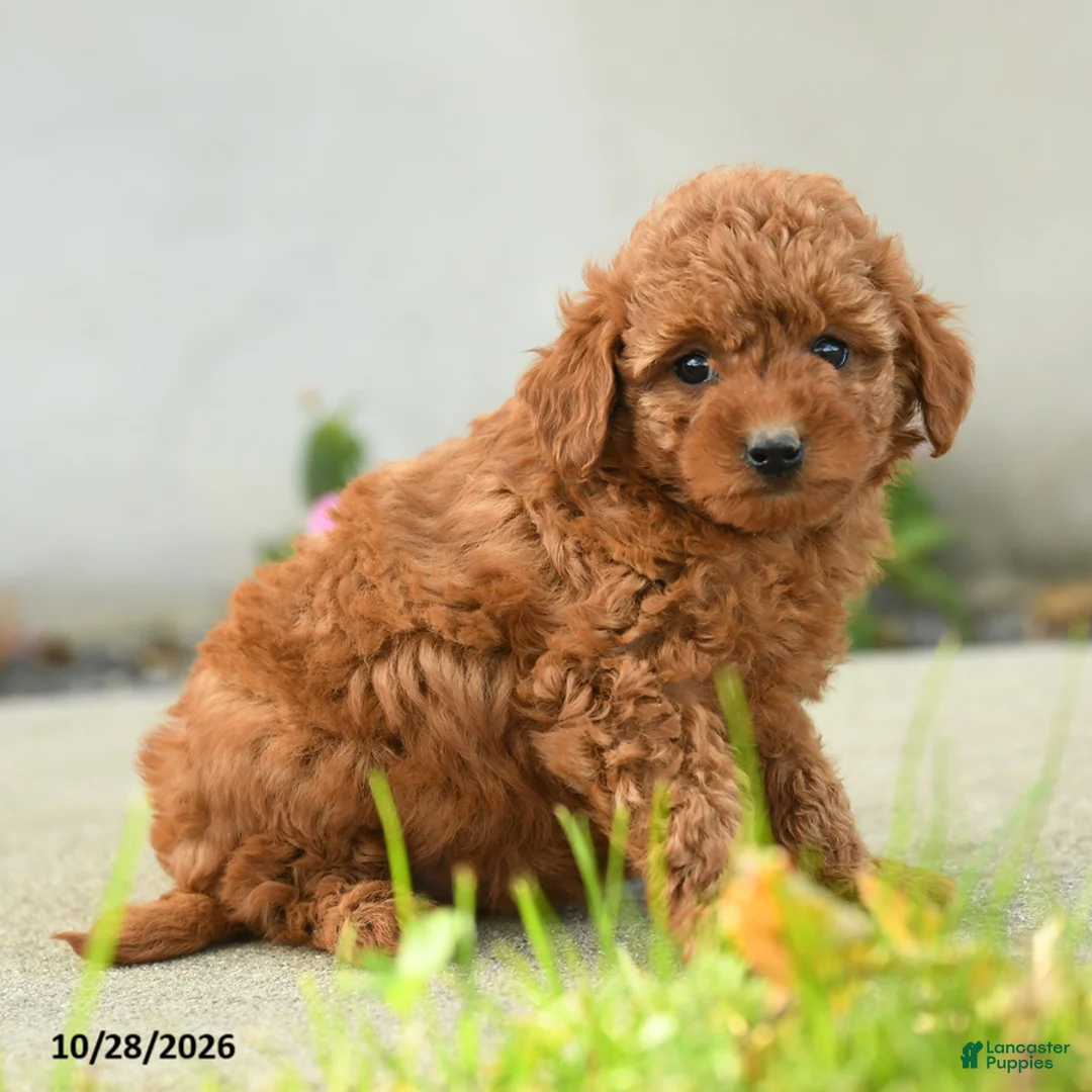 Goldendoodle dogs for sale: Popcorn - Ad 2