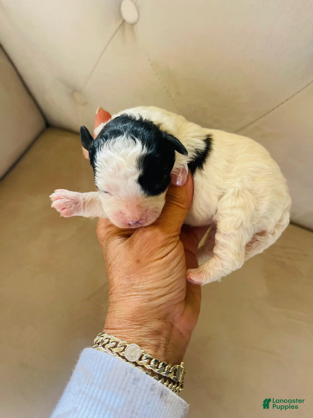 Bernedoodle dogs for sale: Iris ❤️ micro mini Bernedoodle  - Ad 2