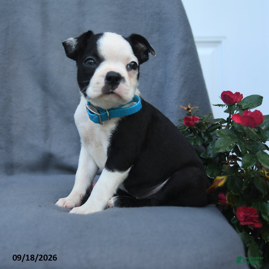 Boston Terrier dogs Oscar - Ad 1