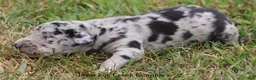 Great Dane dogs for sale: Samson - Ad 4