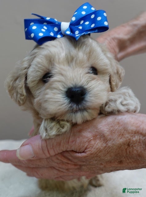 Maltipoo dogs Beckham - Ad 8