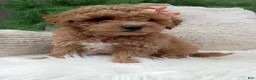 Bichpoo dogs for sale: Willow - Ad 3