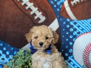 Miniature Poodle dogs Clark 9 lbs full grown - Ad 30