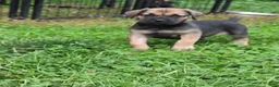 Cane Corso dogs for sale: Remington - Ad 3